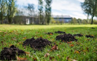 Jaarlijkse mollentelling